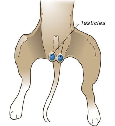 does neutering dogs stop marking