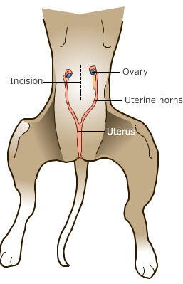 when should you have your dog spayed