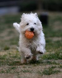 Adult Pet Wellness