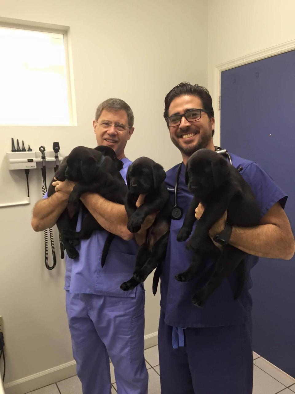 Puppy Wellness